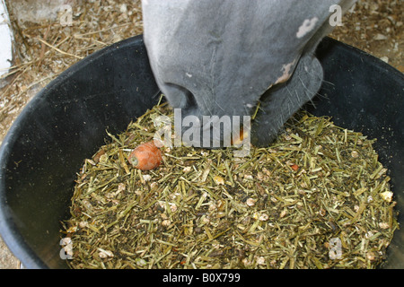 Un cheval d'alimentation Alimentation à partir d'un seau Banque D'Images