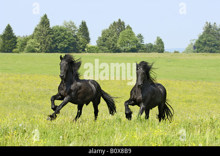 Deux chevaux frisons galopant - on meadow Banque D'Images