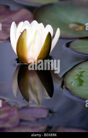 Bassin aux nymphéas et son reflet dans l'étang de jardin. Banque D'Images