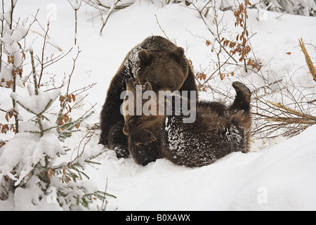 Deux ours bruns (Ursus arctos / dans la neige Banque D'Images