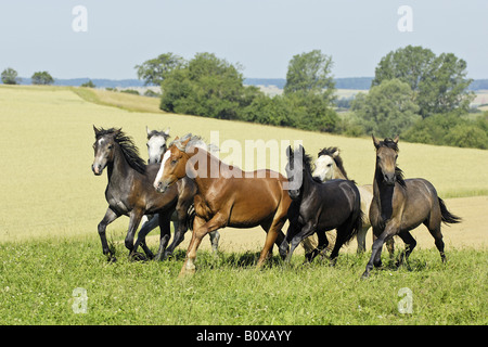 Troupeau de jeunes étalons poney Connemara - galopping on meadow Banque D'Images