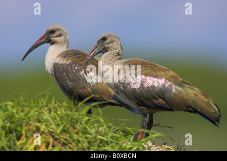 (Bostrychia hagedash Hadeda Ibis), paire, Afrique du Sud, Province du Cap Banque D'Images