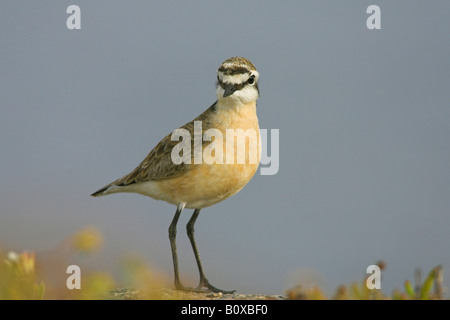 Kittlitz's Plover (Charadrius pecuarius sable), portrait, Afrique du Sud, Province du Cap Banque D'Images