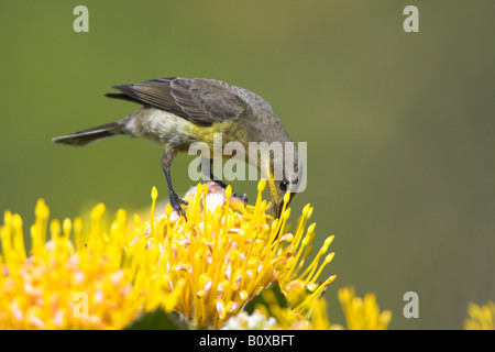 Cape sugarbird (Promerops cafer), femelle se nourrissant de Leucospermum conocarpodendron, Afrique du Sud, Province du Cap Banque D'Images