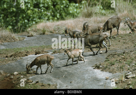 (Hemitragus hylocrius Nilgiri tahr), troupeau, l'Inde, l'Anai Mudi Banque D'Images