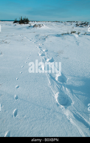 L'ours polaire (Ursus maritimus), les traces de l'ours polaire et le renard arctique, le Canada, Churchill Banque D'Images