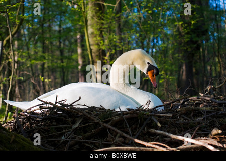 Mute swan (Cygnus olor), seul animal assis sur un nid, l'Autriche, Burgenland Banque D'Images