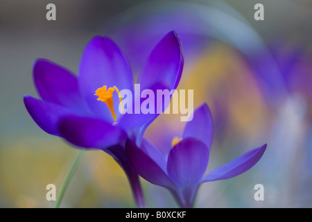 Crocus (Crocus spec.), gros plan de deux fleurs de mauve Banque D'Images