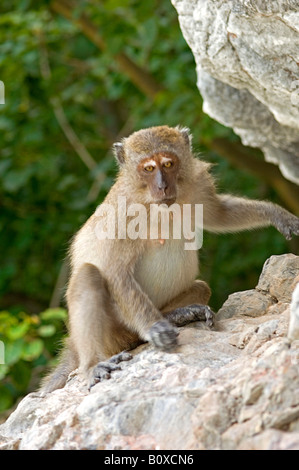 Manger du crabe, macaques (Macaca fascicularis macaque de Java, Macaca irus) auf, Monkey Island, Ko Phi Phi Island, in der Naehe von Ph Banque D'Images