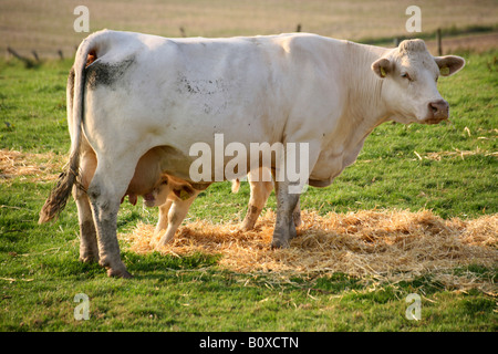 Jersey le bétail, les bovins domestiques (Bos primigenius f. taurus), on meadow Banque D'Images