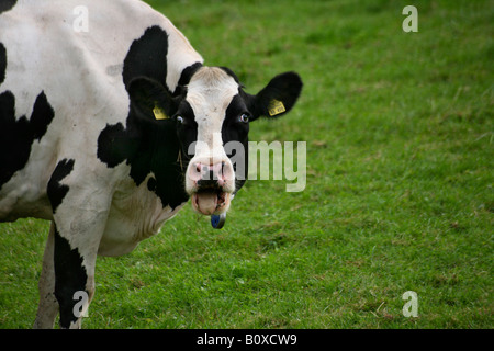 Les bovins domestiques (Bos primigenius f. taurus), à la recherche dans l'appareil photo Banque D'Images