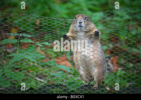 Chien de prairie, des plaines du chien de prairie (Cynomys ludovicianus), curieux du chien de prairie à fence Banque D'Images