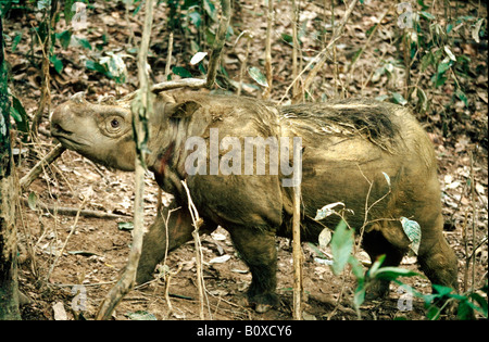 Rhinocéros de Sumatra, le rhinocéros velu (Dicerorhinus sumatrensis), après l'Indonésie, de boue, de Bornéo Banque D'Images