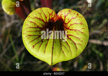 Plante carnivore ou trompette jaune de la sarracénie Sarracenia flava rubricorpora diverses, Florida USA Banque D'Images