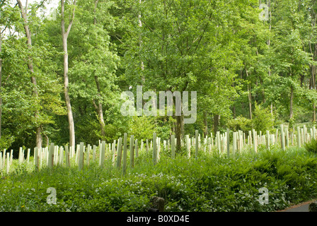 Les arbres nouvellement plantés Banque D'Images