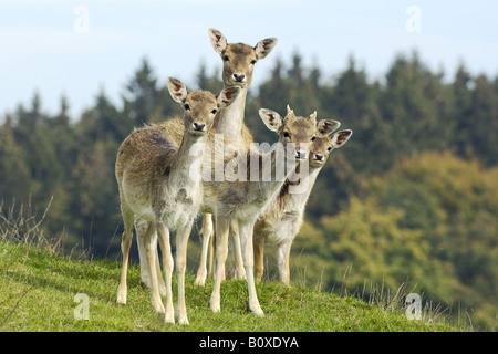 Quatre daims - standing on meadow / dama dama Banque D'Images