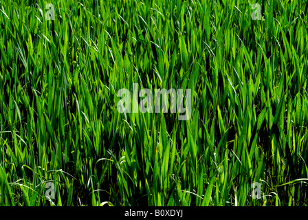 Champ de blé CHAMP DE JEUNES PLANTES VERTES Banque D'Images