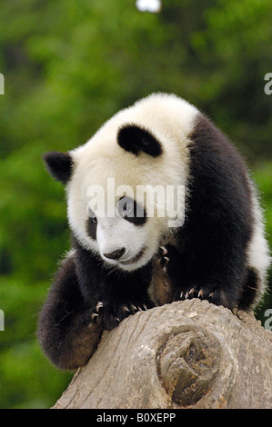 Panda géant (Ailuropoda melanoleuca). Jeune individu assis sur une souche d'arbre Banque D'Images