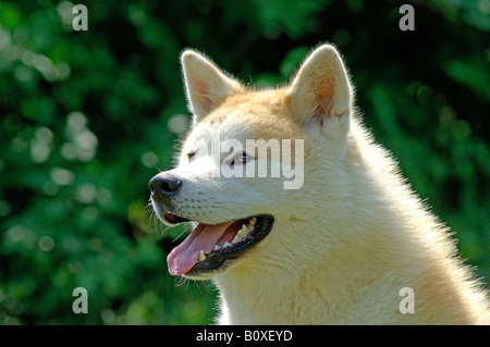 Akita Inu (Canis lupus familiaris), portrait Banque D'Images