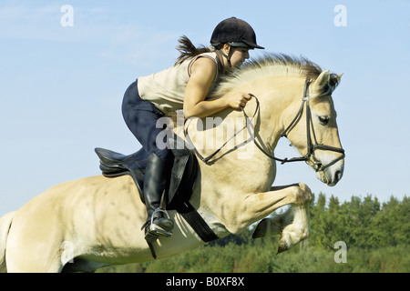 Jeune femme à cheval norvégien - jumping Banque D'Images