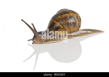 Un jardin commun (escargots Helix aspersa) contre un fond blanc, pur. Banque D'Images