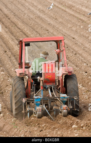 À l'aide d'un agriculteur de plantation 135 Massey Ferguson pour les moutons de navets Eden Valley Cumbria Banque D'Images