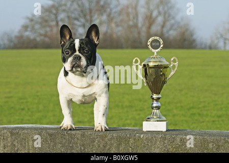 Bouledogue français debout à côté d'cup Banque D'Images