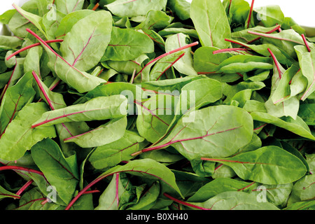 Mangold feuilles, close-up Banque D'Images