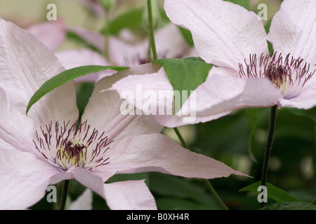 Clematis (hybride) - fleurs Banque D'Images
