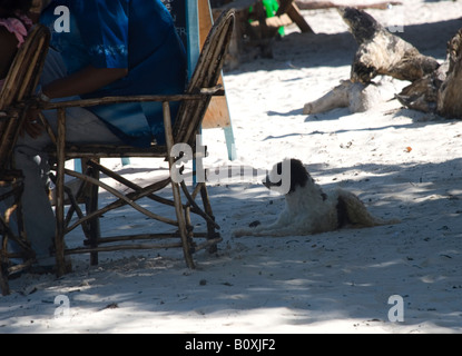 Un chien assis sur la plage, attendant patiemment que son propriétaire en tant qu'il a un verre dans le bar de la plage locale. Banque D'Images