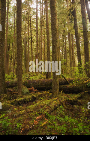 Epicéa de Sitka Picea sitchensis dans une forêt ancienne Quinault Olympic National Park Washington United States Banque D'Images