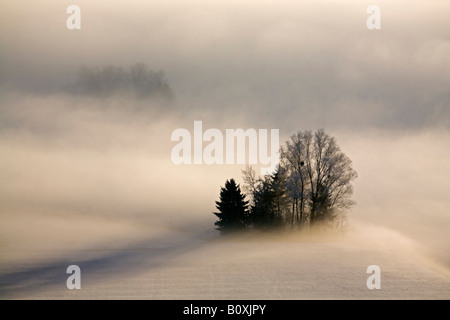 Germany, Bavaria, Murnau, Misty landscape Banque D'Images