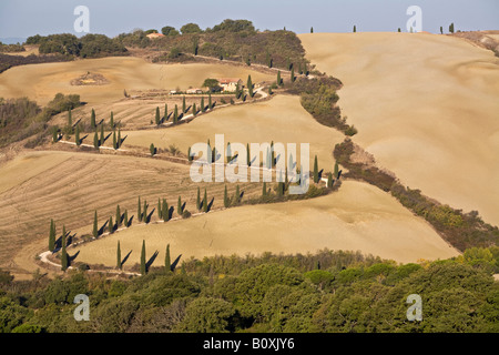 Italie, Toscane, ferme et cyprès Banque D'Images