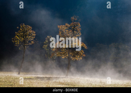 Autriche, Tyrol, Karwendel, domaine érable au brouillard tôt le matin Banque D'Images