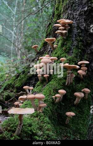 Troup / groupe de miel ou champignon champignon dentelle - forme chunky (Armillaria mellea aka Clitocybe mellea) sur un tronc d'arbre. Banque D'Images