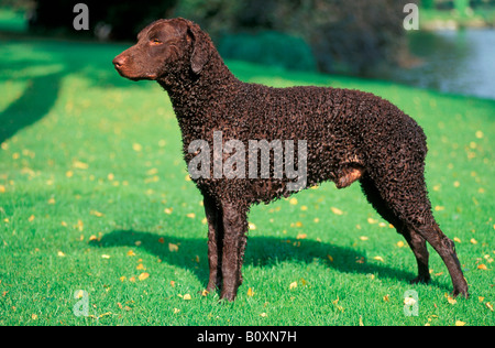 Curly Coated Retriever (Canis lupus familiaris) Comité permanent sur l'herbe Banque D'Images