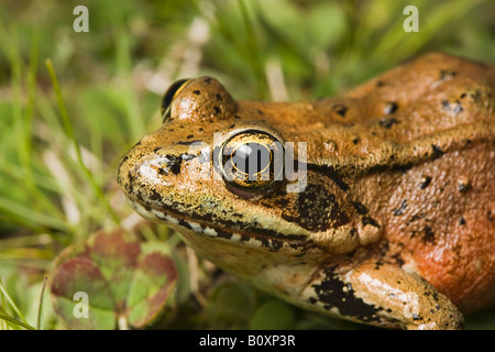 Grenouille à pattes rouges California United States Banque D'Images