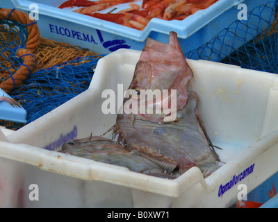 Dory, John Dory (Zeus faber), des prises à bord d'un bateau de pêche, l'Espagne, Majorque, Puerto Andratx Banque D'Images