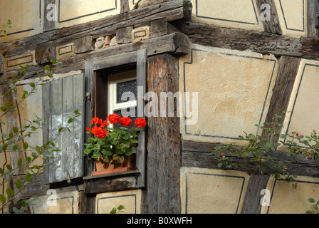 Géranium (Pelargonium spec.), décorations florales à colombages, France, Alsace, Riquewihr Banque D'Images