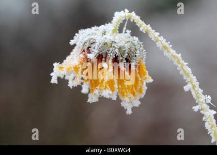 Politique du tournesol (Helianthus annuus), avec givre Banque D'Images