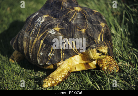 Tortue rayonnée (Asterochelys radiata, Geochelone radiata, Testudo radiata), seule personne Banque D'Images