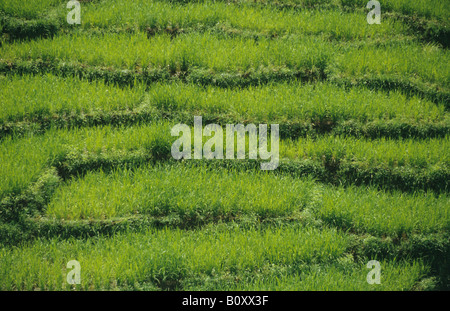 Politique du riz (Oryza sativa), section d'un champ de riz, le Sri Lanka, l'Hochland Banque D'Images