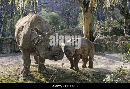 Plus de rhinocéros indien, Indien grand rhinocéros à une corne (Rhinoceros unicornis), femelle et son veau Banque D'Images
