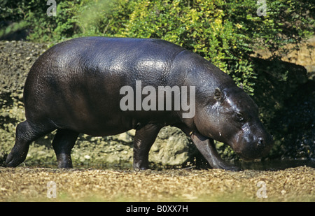 (Hippopotame pygmée Choeropsis liberiensis, Hexaprotodon liberiensis), randonnée pédestre Banque D'Images