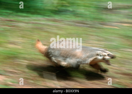 Blaireau d'Amérique du Nord (Taxidea taxus), blurred motion, USA Banque D'Images