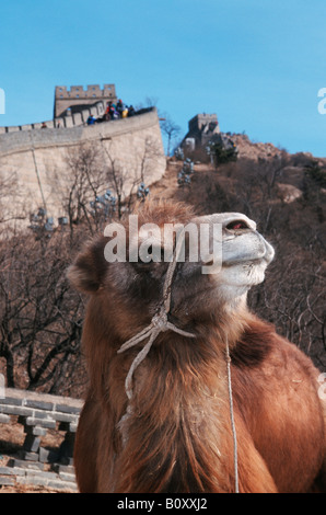 Chameau de Bactriane, chameau (Camelus bactrianus), chameau à la Grande Muraille de Chine, Chine Banque D'Images