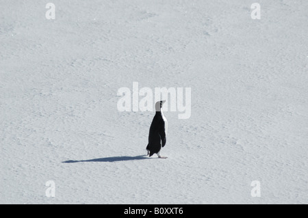 Manchot Adélie (Pygoscelis adeliae), Lonely adelie penguin avec ombre sur la calotte glaciaire, l'Antarctique Banque D'Images