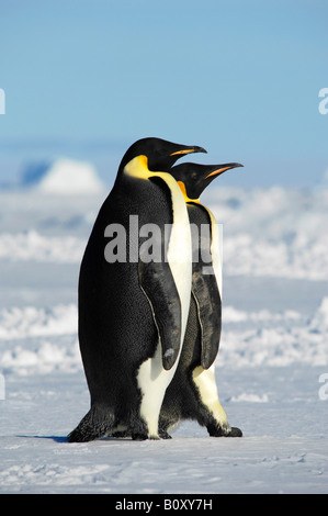 Manchot Empereur (Aptenodytes forsteri), deux animaux sur une couche de glace, l'Antarctique, mer de Weddell, Suedpolarmeer Banque D'Images