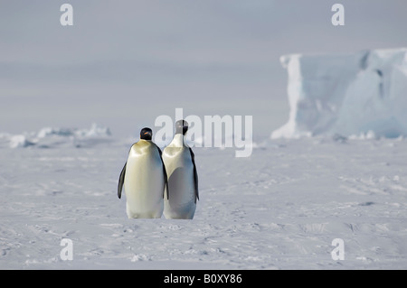 Manchot Empereur (Aptenodytes forsteri), deux animaux debout dans un beau paysage de glace antarctique pack avec un iceberg dans la table Banque D'Images