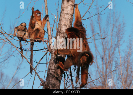 Snub-nosed chinois, singe singe singe doré, neige, golden snub-nosed langur, Sichuan snub-nosed (Pygathrix roxellana Banque D'Images